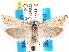  ( - CCDB-29483-G02)  @11 [ ] CreativeCommons - Attribution (2017) CBG Photography Group Centre for Biodiversity Genomics