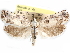  ( - CCDB-29483-H02)  @11 [ ] CreativeCommons - Attribution (2017) CBG Photography Group Centre for Biodiversity Genomics