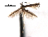  (Acrocercops breyeri - CCDB-29484-A01)  @11 [ ] CreativeCommons - Attribution (2017) CBG Photography Group Centre for Biodiversity Genomics
