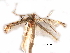  (Acrocercops crotalistis - CCDB-29484-A05)  @11 [ ] CreativeCommons - Attribution (2017) CBG Photography Group Centre for Biodiversity Genomics