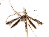  (Acrocercops encentris - CCDB-29484-A06)  @11 [ ] CreativeCommons - Attribution (2017) CBG Photography Group Centre for Biodiversity Genomics