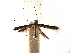 (Acrocercops gemmans - CCDB-29484-A07)  @11 [ ] CreativeCommons - Attribution (2017) CBG Photography Group Centre for Biodiversity Genomics