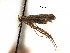  (Acrocercops inconspicua - CCDB-29484-A10)  @11 [ ] CreativeCommons - Attribution (2017) CBG Photography Group Centre for Biodiversity Genomics