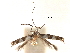  (Acrocercops leucographa - CCDB-29484-B02)  @11 [ ] CreativeCommons - Attribution (2017) CBG Photography Group Centre for Biodiversity Genomics
