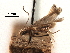  (Acrocercops melantherella - CCDB-29484-B04)  @11 [ ] CreativeCommons - Attribution (2017) CBG Photography Group Centre for Biodiversity Genomics