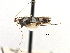  (Acrocercops pylonias - CCDB-29484-B08)  @11 [ ] CreativeCommons - Attribution (2017) CBG Photography Group Centre for Biodiversity Genomics