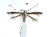  (Acrocercops serrigera - CCDB-29484-B10)  @11 [ ] CreativeCommons - Attribution (2017) CBG Photography Group Centre for Biodiversity Genomics
