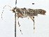  (Acrocercops zebrulella - CCDB-29484-C01)  @11 [ ] CreativeCommons - Attribution (2017) CBG Photography Group Centre for Biodiversity Genomics