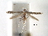  ( - CCDB-29484-C02)  @11 [ ] CreativeCommons - Attribution (2017) CBG Photography Group Centre for Biodiversity Genomics