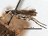  ( - CCDB-29484-C08)  @11 [ ] CreativeCommons - Attribution (2017) CBG Photography Group Centre for Biodiversity Genomics