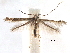  (Cryptolectica lazaroi - CCDB-29484-C11)  @11 [ ] CreativeCommons - Attribution (2017) CBG Photography Group Centre for Biodiversity Genomics