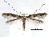  (Dialectica galapagosensis - CCDB-29484-C12)  @11 [ ] CreativeCommons - Attribution (2017) CBG Photography Group Centre for Biodiversity Genomics