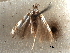  (Dialectica rendalli - CCDB-29484-D01)  @11 [ ] CreativeCommons - Attribution (2017) CBG Photography Group Centre for Biodiversity Genomics