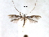  (Dialectica sanctaecrucis - CCDB-29484-D05)  @11 [ ] CreativeCommons - Attribution (2017) CBG Photography Group Centre for Biodiversity Genomics