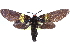  (Callizygaena semperi - CCDB-29484-G01)  @11 [ ] CreativeCommons - Attribution (2017) CBG Photography Group Centre for Biodiversity Genomics