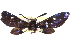  (Callizygaena unipuncta - CCDB-29484-G03)  @11 [ ] CreativeCommons - Attribution (2017) CBG Photography Group Centre for Biodiversity Genomics