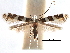  (Acrocercops bifasciata - CCDB-29484-H01)  @11 [ ] CreativeCommons - Attribution (2017) CBG Photography Group Centre for Biodiversity Genomics