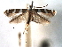  (Acrocercops cathedraea - CCDB-29484-H04)  @11 [ ] CreativeCommons - Attribution (2017) CBG Photography Group Centre for Biodiversity Genomics