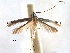  (Acrocercops chalinosema - CCDB-29484-H05)  @11 [ ] CreativeCommons - Attribution (2017) CBG Photography Group Centre for Biodiversity Genomics