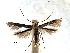  ( - CCDB-29484-H07)  @11 [ ] CreativeCommons - Attribution (2017) CBG Photography Group Centre for Biodiversity Genomics