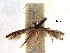  (Acrocercops hyphantica - CCDB-29484-H09)  @11 [ ] CreativeCommons - Attribution (2017) CBG Photography Group Centre for Biodiversity Genomics