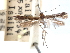 (Acrocercops irradians - CCDB-29484-H10)  @11 [ ] CreativeCommons - Attribution (2017) CBG Photography Group Centre for Biodiversity Genomics