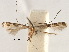  (Acrocercops lysibathra - CCDB-29485-A01)  @11 [ ] CreativeCommons - Attribution (2017) CBG Photography Group Centre for Biodiversity Genomics