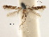  (Acrocercops orthostacta - CCDB-29485-A02)  @11 [ ] CreativeCommons - Attribution (2017) CBG Photography Group Centre for Biodiversity Genomics