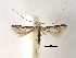  (Acrocercops psaliodes - CCDB-29485-A04)  @11 [ ] CreativeCommons - Attribution (2017) CBG Photography Group Centre for Biodiversity Genomics