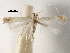  (Acrocercops selmatica - CCDB-29485-A06)  @11 [ ] CreativeCommons - Attribution (2017) CBG Photography Group Centre for Biodiversity Genomics