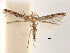  (Acrocercops telestis - CCDB-29485-A07)  @11 [ ] CreativeCommons - Attribution (2017) CBG Photography Group Centre for Biodiversity Genomics