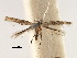  (Acrocercops tenera - CCDB-29485-A08)  @11 [ ] CreativeCommons - Attribution (2017) CBG Photography Group Centre for Biodiversity Genomics