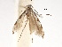  (Acrocercops tricyma - CCDB-29485-A11)  @11 [ ] CreativeCommons - Attribution (2017) CBG Photography Group Centre for Biodiversity Genomics