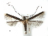  (Chrysocercops castanopsidis - CCDB-29485-F03)  @11 [ ] CreativeCommons - Attribution (2017) CBG Photography Group Centre for Biodiversity Genomics