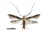  (Chrysocercops squamosa - CCDB-29485-F06)  @11 [ ] CreativeCommons - Attribution (2017) CBG Photography Group Centre for Biodiversity Genomics
