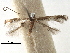  ( - CCDB-29485-F12)  @11 [ ] CreativeCommons - Attribution (2017) CBG Photography Group Centre for Biodiversity Genomics