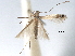  (Melanocercops phractopa - CCDB-29485-H02)  @11 [ ] CreativeCommons - Attribution (2017) CBG Photography Group Centre for Biodiversity Genomics