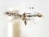  ( - CCDB-29486-A03)  @11 [ ] CreativeCommons - Attribution (2017) CBG Photography Group Centre for Biodiversity Genomics