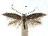  ( - CCDB-29486-B06)  @11 [ ] CreativeCommons - Attribution (2017) CBG Photography Group Centre for Biodiversity Genomics