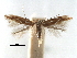  (Phyllonorycter corylifoliella - CCDB-29486-E01)  @15 [ ] CreativeCommons - Attribution (2017) CBG Photography Group Centre for Biodiversity Genomics