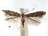  (Phyllonorycter yakusimensis - CCDB-29486-E03)  @11 [ ] CreativeCommons - Attribution (2017) CBG Photography Group Centre for Biodiversity Genomics