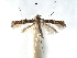  (Spulerina isonoma - CCDB-29486-F03)  @11 [ ] CreativeCommons - Attribution (2017) CBG Photography Group Centre for Biodiversity Genomics