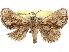  (Paleophobetron arcuata - CCDB-29486-F11)  @11 [ ] CreativeCommons - Attribution (2017) CBG Photography Group Centre for Biodiversity Genomics