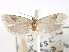 ( - CCDB-29486-G05)  @11 [ ] CreativeCommons - Attribution (2017) CBG Photography Group Centre for Biodiversity Genomics