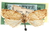  ( - CCDB-29487-A06)  @11 [ ] CreativeCommons - Attribution (2017) CBG Photography Group Centre for Biodiversity Genomics