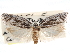  ( - CCDB-29487-B06)  @11 [ ] CreativeCommons - Attribution (2017) CBG Photography Group Centre for Biodiversity Genomics