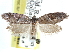  (Decodes lundgreni - CCDB-29487-B07)  @11 [ ] CreativeCommons - Attribution (2017) CBG Photography Group Centre for Biodiversity Genomics
