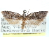  (Decodes macswaini - CCDB-29487-B10)  @11 [ ] CreativeCommons - Attribution (2017) CBG Photography Group Centre for Biodiversity Genomics