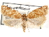  (Argyrotaenia martini - CCDB-29487-C04)  @14 [ ] CreativeCommons - Attribution (2017) CBG Photography Group Centre for Biodiversity Genomics
