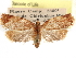  ( - CCDB-29487-C05)  @11 [ ] CreativeCommons - Attribution (2017) CBG Photography Group Centre for Biodiversity Genomics